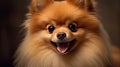 a cute pomeranian breed dog