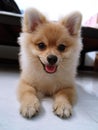 Cute pomeranian brown small dog pet