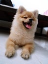 Cute pomeranian brown small dog pet