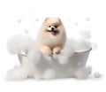 Cute Pomeranian Dog in a bath with foam, isolated on white background, cute pet concept, realistic 3D illustration, generative ai