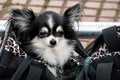 Cute Pomeranian dog in large purse Royalty Free Stock Photo