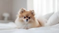 Cute Pomeranian dog lying on the bed at home. Royalty Free Stock Photo