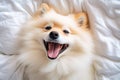 Cute Pomeranian dog lying on white bed and yawning. selective focus. Generative AI Royalty Free Stock Photo