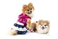 The cute Pomeranian dog over white