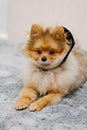 Pomeranian dog in protective Elizabethan collar