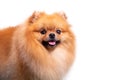 Cute Pomeranian dog smiling while looking at the camera Royalty Free Stock Photo