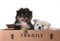 Cute Pomeranian Puppies Inside a Cardboard Box Royalty Free Stock Photo