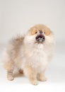 Cute Pomeranian puppy Royalty Free Stock Photo