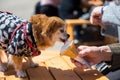 Pomeranian dog eat ice cream Royalty Free Stock Photo