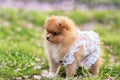 Pomeranian puppy on the grass among the fallen petals of an apple tree