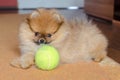 Cute pomeranian puppy, small dog with a ball at home