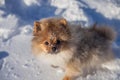 Cute Pomeranian puppy on a walk in the snow on a winter day Royalty Free Stock Photo