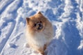 Cute Pomeranian puppy on a walk in the snow on a winter day Royalty Free Stock Photo