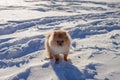 Cute Pomeranian puppy on a walk in the snow on a winter day Royalty Free Stock Photo