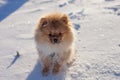 Cute Pomeranian puppy on a walk in the snow on a winter day Royalty Free Stock Photo