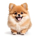 Cute pomeranian puppy on white background