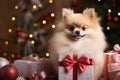 Cute Pomeranian pups in a gift box, adding charm to Christmas celebrations
