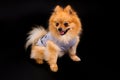 Cute pomeranian spitz in clothes. Royalty Free Stock Photo