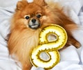 Cute Pomeranian spitz dog with gold number 8.