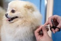 Cute Pomeranian Spitz dog turned away, afraid when his nails are trimmed in grooming salon