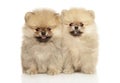 Cute Pomeranian Spitz puppies on a white Royalty Free Stock Photo