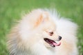 Cute pomeranian spitz puppy cream colored close up. Deutscher spitz or zwergspitz Royalty Free Stock Photo