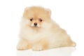 Cute Pomeranian Spitz puppy in front of white background Royalty Free Stock Photo
