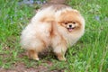 Cute pomeranian spitz puppy is looking at the camera. Deutscher spitz or zwergspitz. Royalty Free Stock Photo