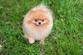 Cute pomeranian spitz puppy is looking at the camera. Zwergspitz or deutscher spitz. Royalty Free Stock Photo