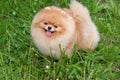 Cute pomeranian spitz puppy is looking at the camera. Zwergspitz or deutscher spitz. Royalty Free Stock Photo