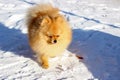 Cute Pomeranian spitz puppy showing his tongue closing his eyes with pleasure on a snow winter day Royalty Free Stock Photo
