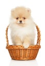 Cute Pomeranian Spitz puppy on white background Royalty Free Stock Photo