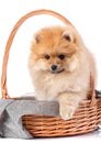 Pomeranian Spitz puppy in wicker basket sits in front of white background. Royalty Free Stock Photo