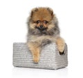 Spitz puppy in basket on white background Royalty Free Stock Photo