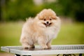 Cute Pomeranian standing on the grooming table