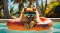 Cute Pomeranian with sunglasses on a pool float, Summer Vacation Concept