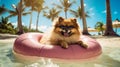 Cute Pomeranian with sunglasses on a pool float, Summer Vacation Concept