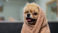 Cute pomeranian wrapped in a beige towel after washing. Grooming salon.