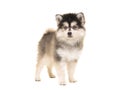Cute pomsky mini husky puppy standing