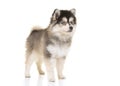 Cute pomsky mini husky puppy standing