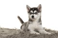 Cute pomsky puppy lying on a grey cushion looking at the camera with blue eyes on a white background