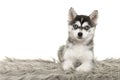 Cute pomsky puppy lying on a grey cushion looking at the camera with blue eyes on a white background