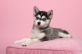 Cute pomsky puppy lying on a pink cushion on a pink background