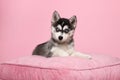 Cute pomsky puppy lying on a pink cushion looking at the camera