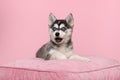 Cute pomsky puppy lying on a pink cushion with mouth open as if it is speaking looking at the camera