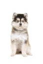 Cute pomsky puppy sitting and looking at the camera Royalty Free Stock Photo