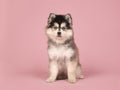 Cute pomsky puppy sitting and looking at the camera on a pink ba