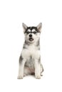 Cute pomsky puppy sitting on a white background with mouth open as if it is talking