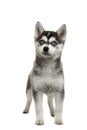 Cute pomsky puppy standing solated on a white background