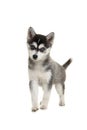 Cute pomsky puppy standing solated on a white background with blue eyes